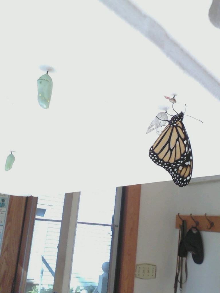 Monarch emerging and 2 remaining chrysalises