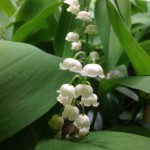 Lily of the Valley